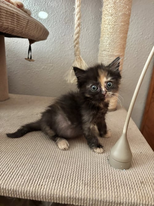 BLACK STAR - Tortoiseshell / Domestic Short Hair available for adoption