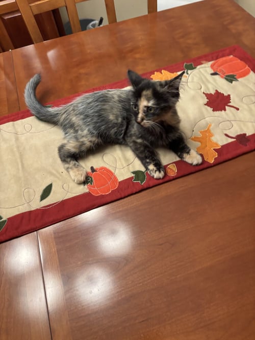 BLACK STAR - Tortoiseshell / Domestic Short Hair available for adoption