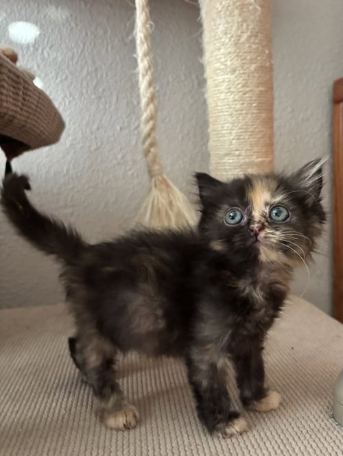 BLACK STAR - Tortoiseshell / Domestic Short Hair available for adoption