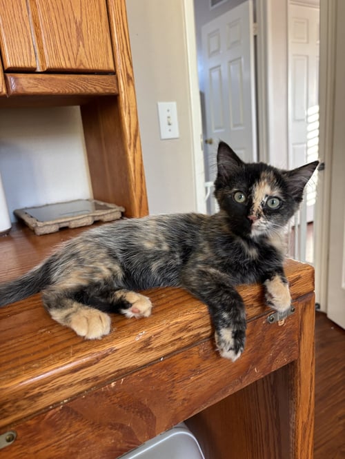 BLACK STAR - Tortoiseshell / Domestic Short Hair available for adoption