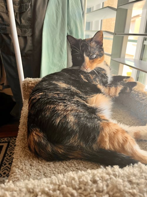 JELLY-BLIND - Calico / Domestic Short Hair available for adoption
