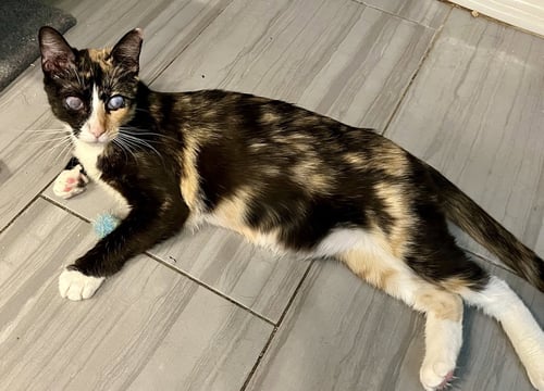 JELLY-BLIND - Calico / Domestic Short Hair available for adoption