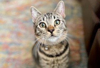 DAVIS - Tabby / Domestic Short Hair available for adoption
