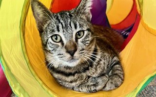 DAVIS - Tabby / Domestic Short Hair available for adoption