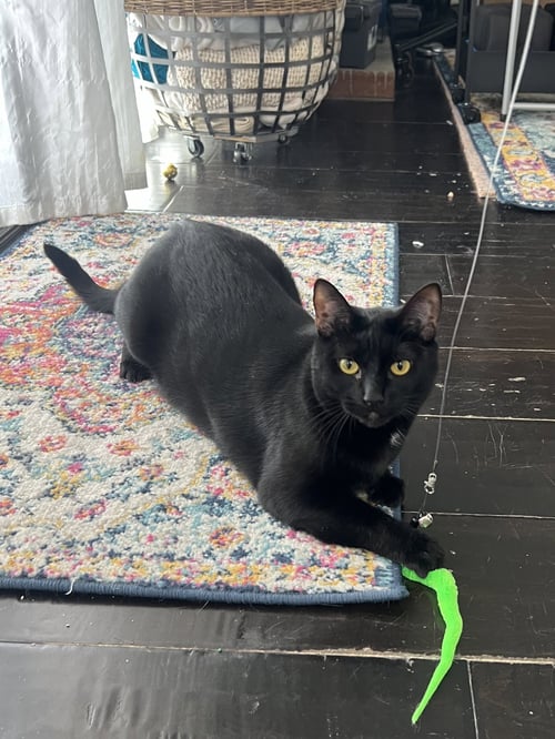 MOUSSE - Bombay / Domestic Short Hair available for adoption