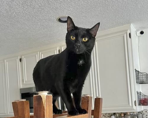 MOUSSE - Bombay / Domestic Short Hair available for adoption