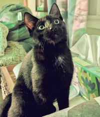Obsydian - Photo 3