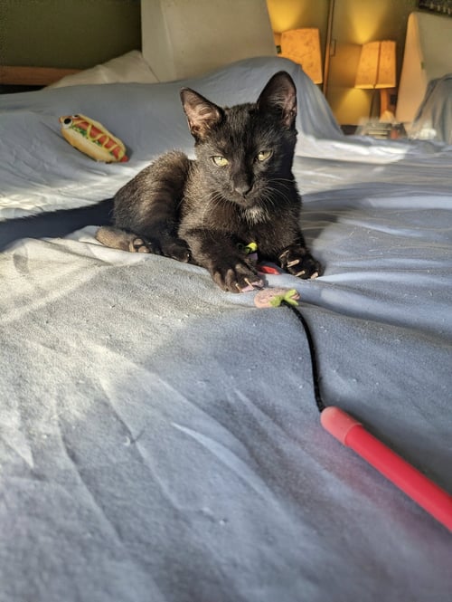 OBSYDIAN - Bombay / Domestic Short Hair available for adoption