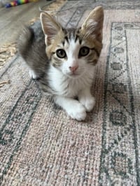 Disco-CH kitten - Photo 1