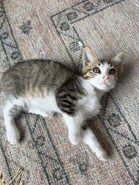 Disco-CH kitten - Photo 3