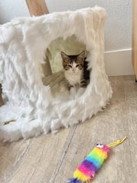 Disco-CH kitten - Photo 4