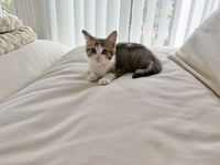 Disco-CH kitten - Photo 5