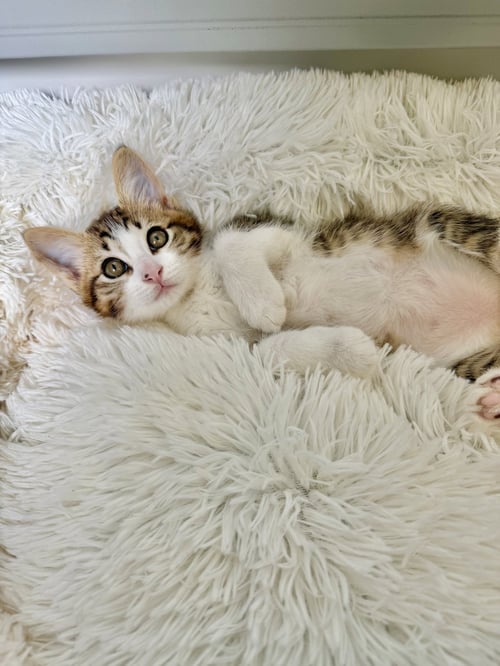 DISCO-CH KITTEN - Tabby / Domestic Short Hair available for adoption