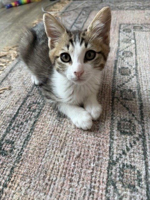 DISCO-CH KITTEN - Tabby / Domestic Short Hair available for adoption