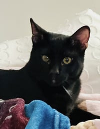 Lucky Cat - Photo 4