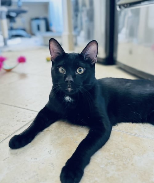 LUCKY CAT - Bombay / Domestic Short Hair available for adoption
