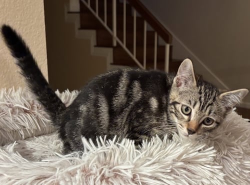 GROOVE - Tabby / Domestic Short Hair available for adoption