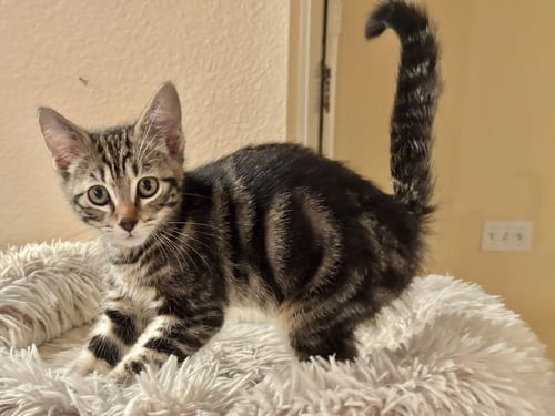 GROOVE - Tabby / Domestic Short Hair available for adoption