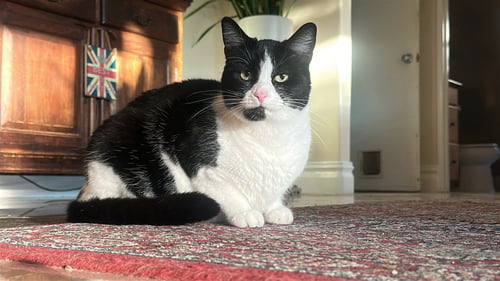 APPLE CRUMBLE - Tuxedo / Domestic Short Hair available for adoption