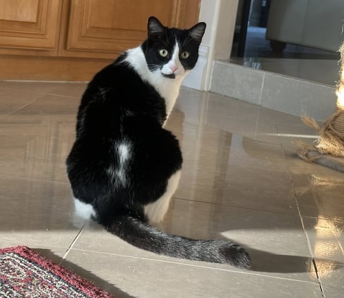 APPLE CRUMBLE - Tuxedo / Domestic Short Hair available for adoption