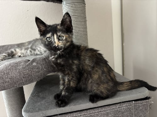 PEPSI - Tortoiseshell / Domestic Short Hair available for adoption