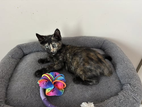 PEPSI - Tortoiseshell / Domestic Short Hair available for adoption