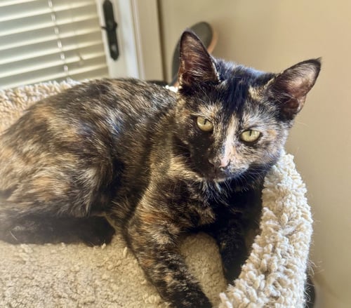 PEPSI - Tortoiseshell / Domestic Short Hair available for adoption