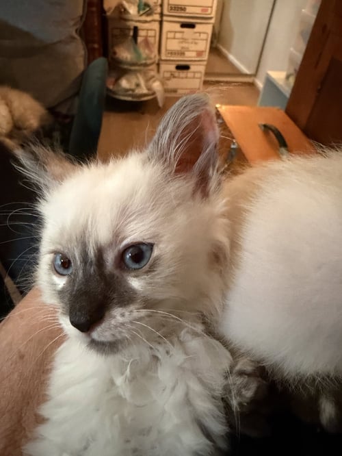 TILLAMOOK - Siamese / Ragdoll available for adoption