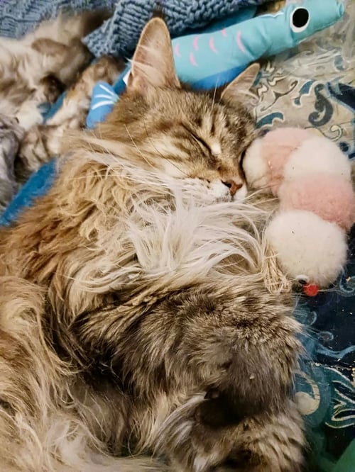 ZSA ZSA & EVA - Maine Coon available for adoption