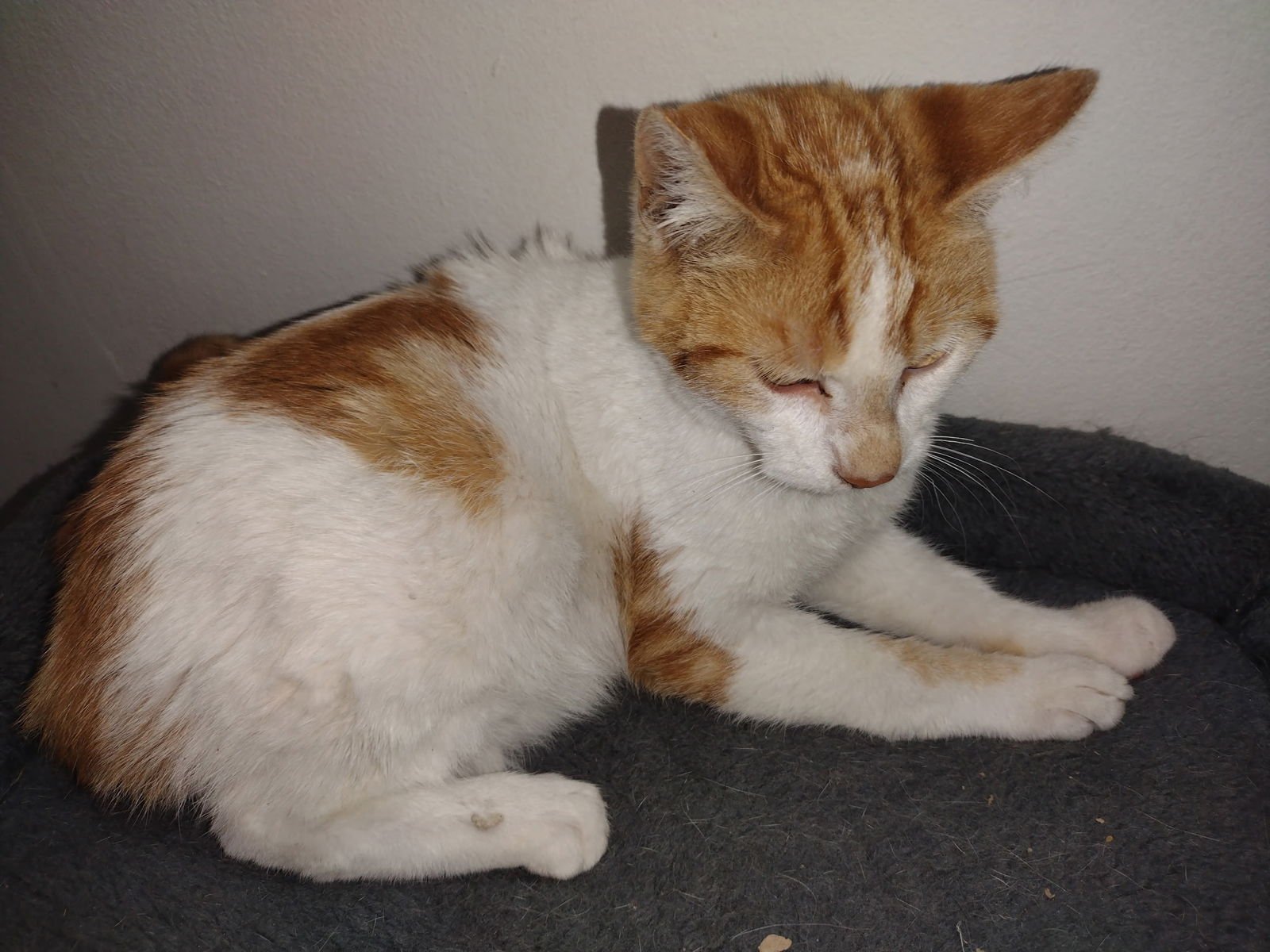 PLEASANT COURTESY POST - Tabby / Domestic Short Hair available for adoption