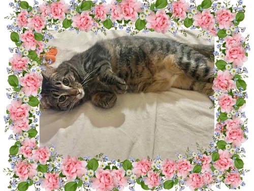DAPHNE BRIDGERTON - Tabby / Domestic Short Hair available for adoption