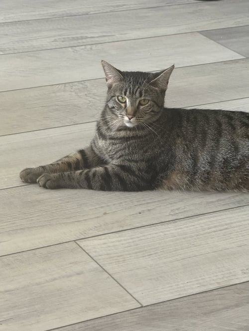 DAPHNE BRIDGERTON - Tabby / Domestic Short Hair available for adoption