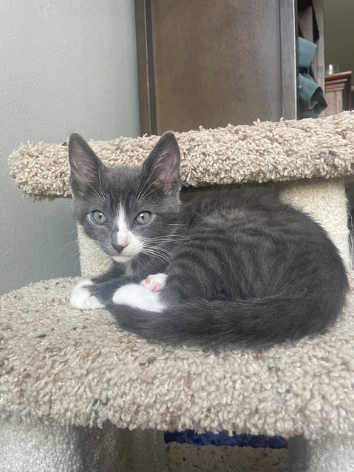 ZUKKO - Russian Blue / Tabby for adoption in Irvine