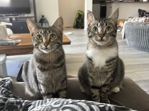 ELOISE - Tabby / Domestic Short Hair available for adoption
