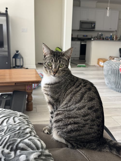 ELOISE - Tabby / Domestic Short Hair available for adoption