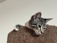 Eloise - Photo 6