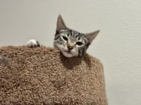 Eloise - Photo 7
