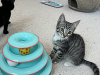 Eloise - Photo 5