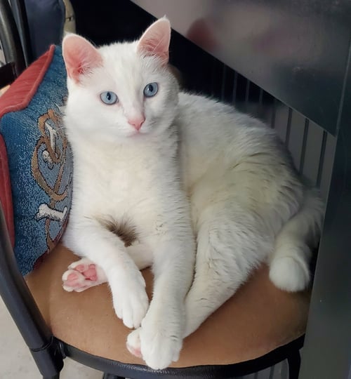 MELLOW - Domestic Short Hair available for adoption
