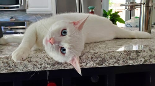 MELLOW - Domestic Short Hair available for adoption