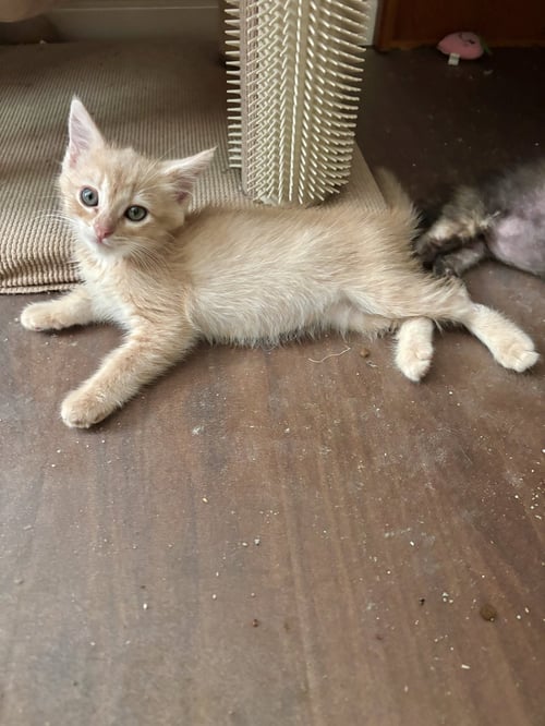 LIMESTONE - Tabby / Domestic Short Hair available for adoption
