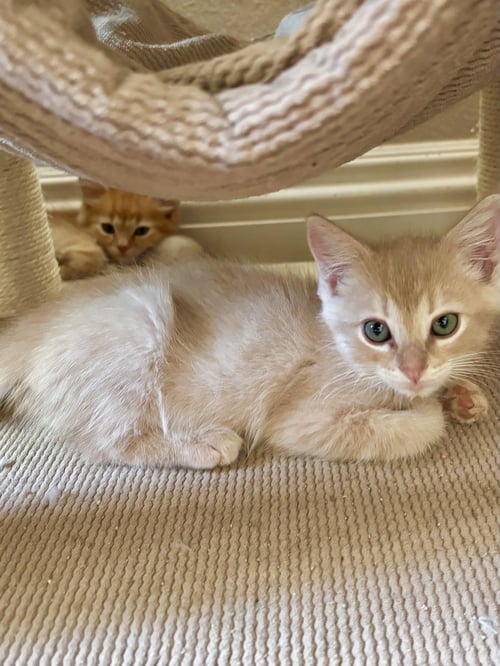 LIMESTONE - Tabby / Domestic Short Hair available for adoption