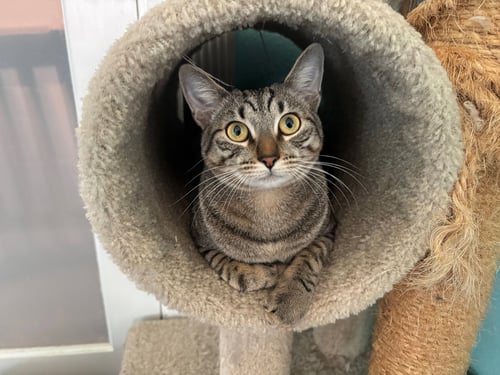 LUXA - Tabby / Domestic Short Hair available for adoption