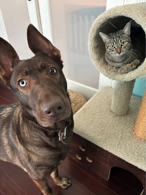 LUXA - Tabby / Domestic Short Hair available for adoption