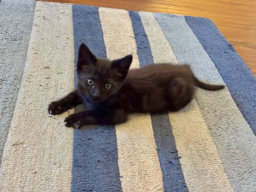 MOIRE - Tabby / Bombay available for adoption