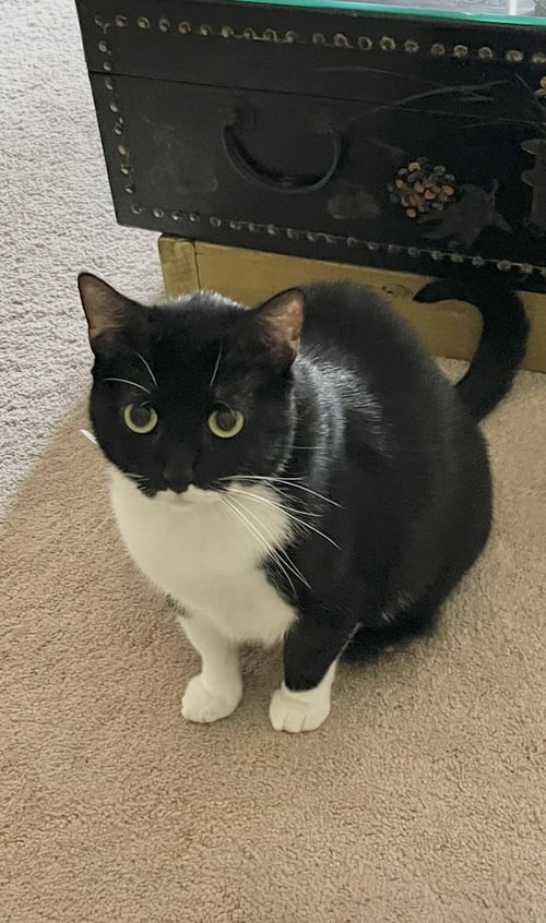 JOHNNY BILLY-COURTESY POST - Tuxedo / Domestic Short Hair available for adoption