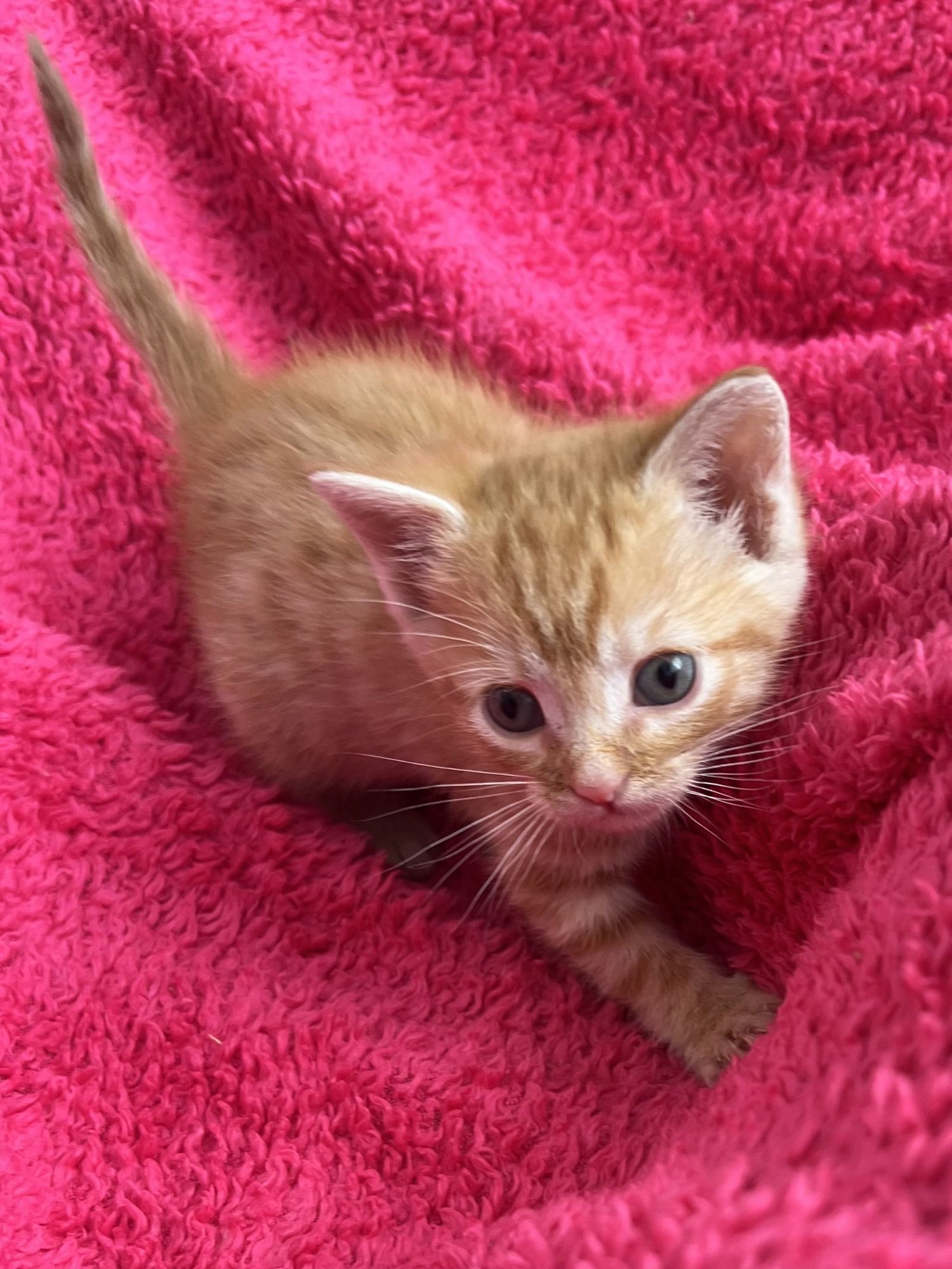 GUMDROP - Tabby / Domestic Short Hair available for adoption