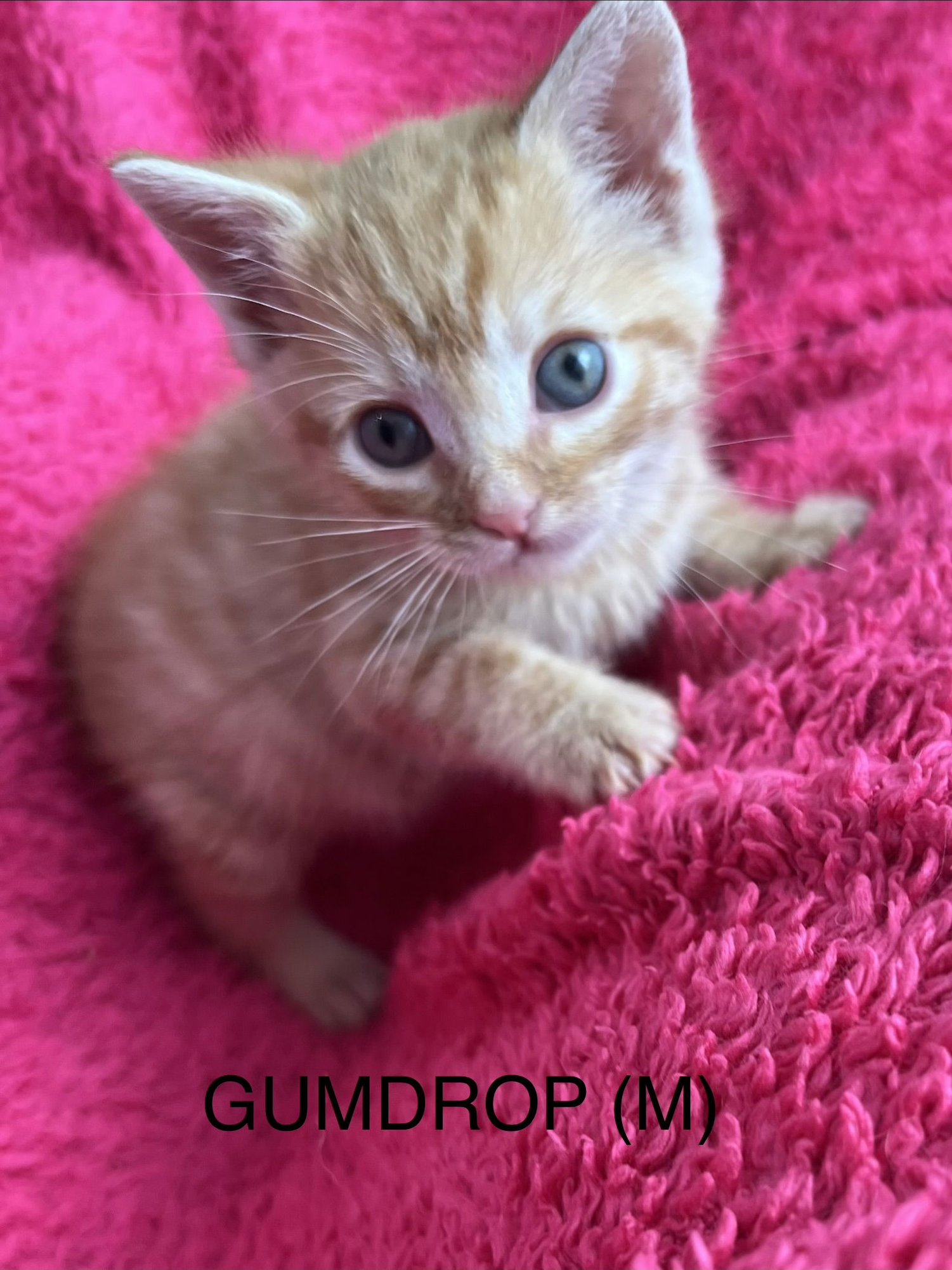 GUMDROP - Tabby / Domestic Short Hair available for adoption