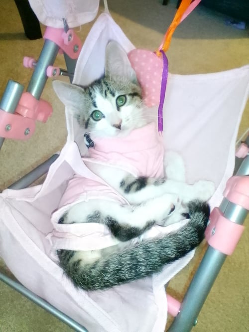 MELANIE MAY - Tabby / Domestic Short Hair available for adoption