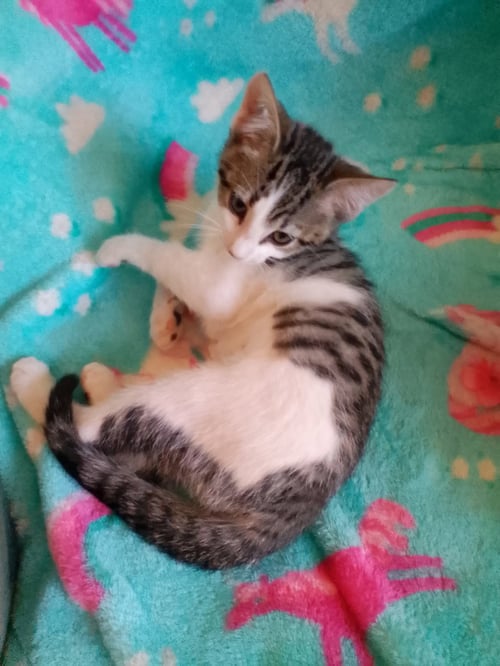 MELANIE MAY - Tabby / Domestic Short Hair available for adoption
